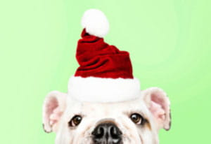 A funny puppy in a santa cap photo