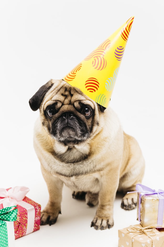 A Sad Pug