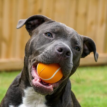 Squeaky Chew Dog